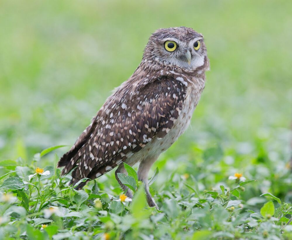 Портреты Сычей - Burrowing Owls