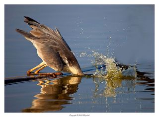 Плюх с реверансом
