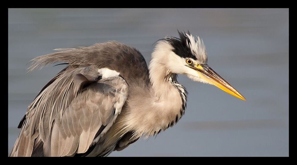 Серая цапля (Ardea cinerea) &mdash; птица рода настоящих цапель. 
Серая цапля &mdash; одна из самых вредных для рыб птиц. В числе врагов рыбы, разводимой в прудах, с ней может поспорить разве только еще выдра. При своем быстром пищеварении Ц. нуждается в весьма большом количестве пищи. В зобу и желудке Ц., пойманной непосредственно после ее охоты, случается насчитывать до дюжины рыб длиной в ладонь. Где Ц. не тревожат, там она посещает воды, на которых охотится, в определенное время дня. Если ее тревожат, она меняет эти часы, но пока в пруду есть рыба, ее весьма трудно отвадить от пруда.
Отмечена продолжительность жизни в 25 лет. Почти на любых водоемах в пределах области обитания серая цапля &mdash; наиболее обычный вид голенастых.