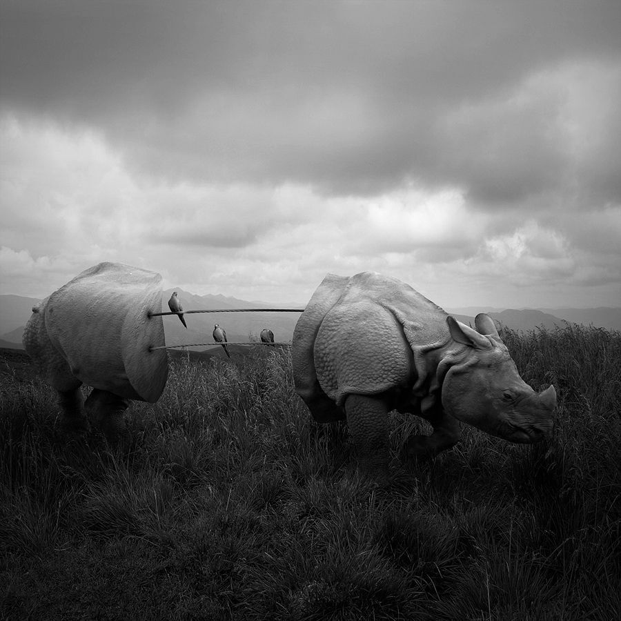 Rhino's world