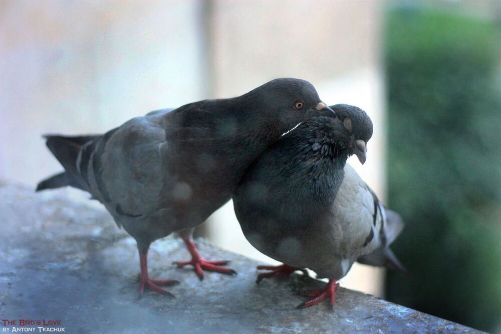 Птичья Любовь (The bird's love)