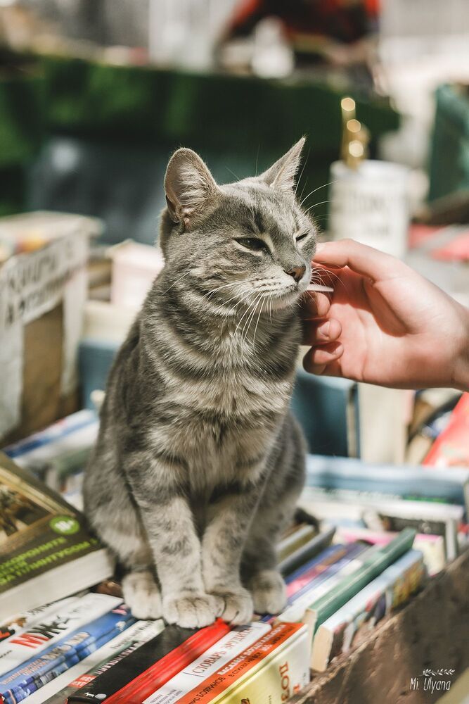 Книжный развал в Ростове-на-Дону, весна 2017 г.