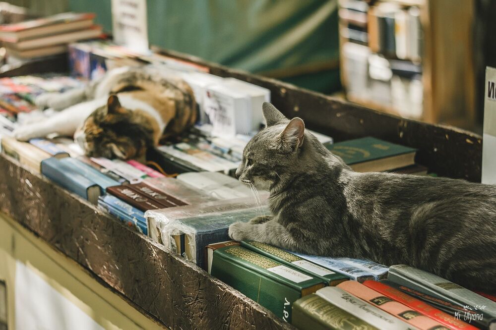 Книжный развал в Ростове-на-Дону, весна 2017 г.