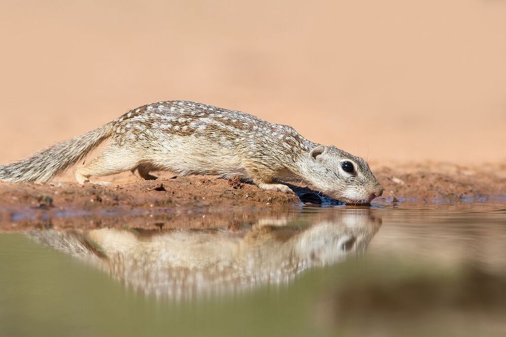 Земляная Белка на водопое -Mexican ground squirrel