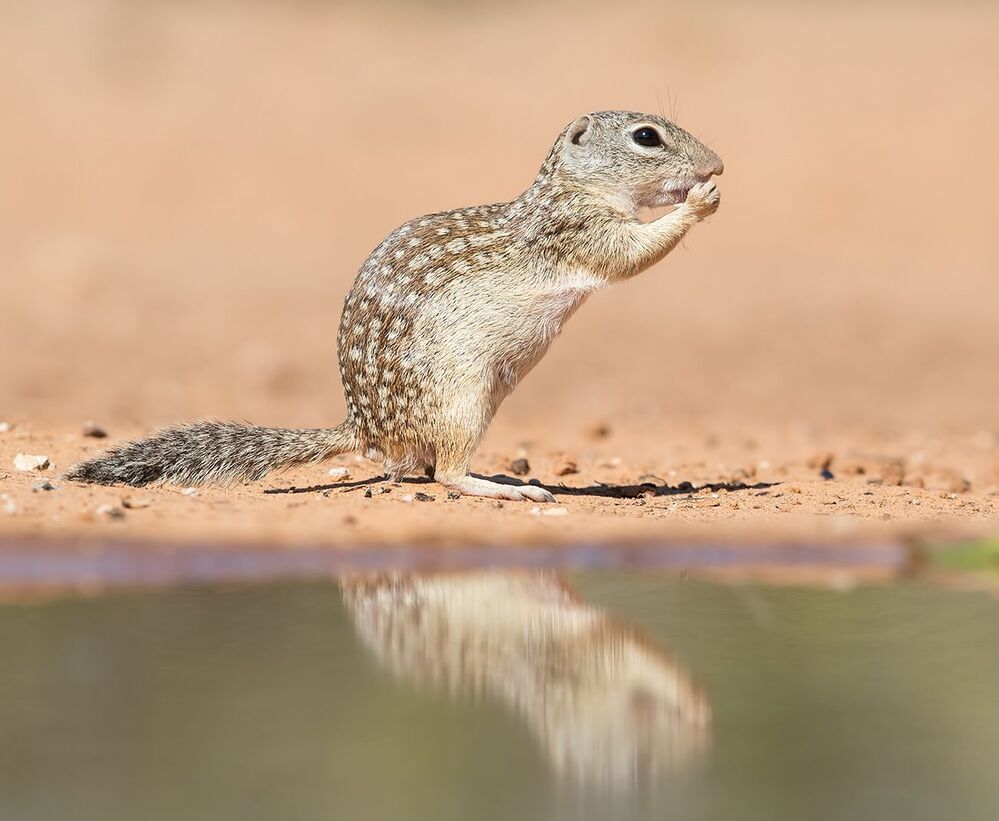 Земляная Белка на водопое -Mexican ground squirrel