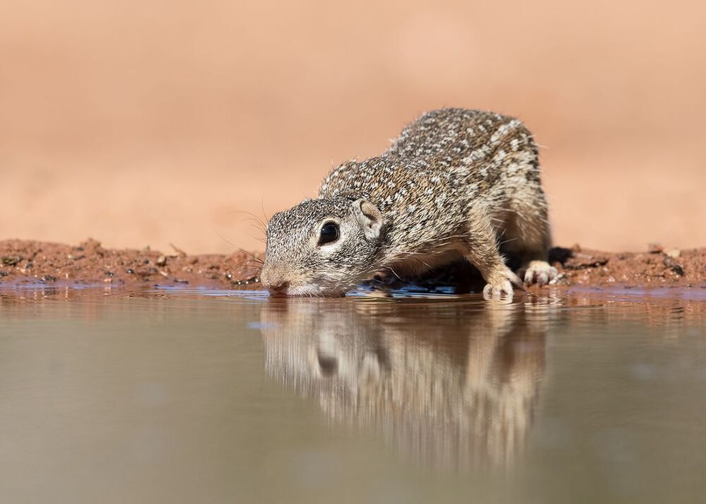 Земляная Белка на водопое -Mexican ground squirrel