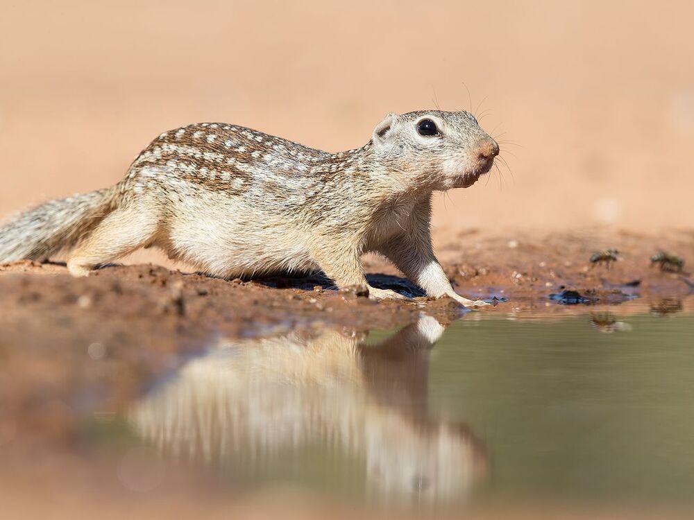 Земляная Белка на водопое -Mexican ground squirrel