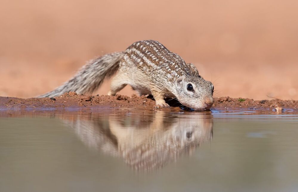 Земляная Белка на водопое -Mexican ground squirrel