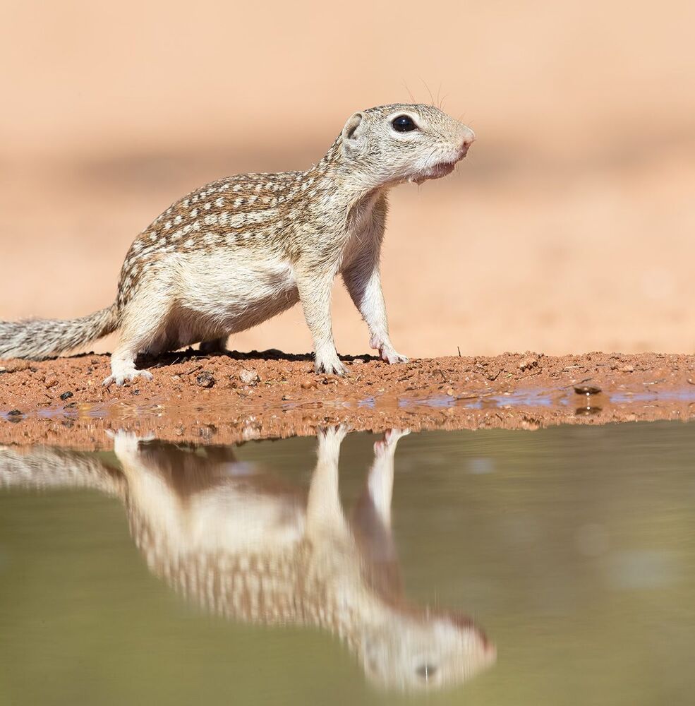 Земляная Белка на водопое -Mexican ground squirrel