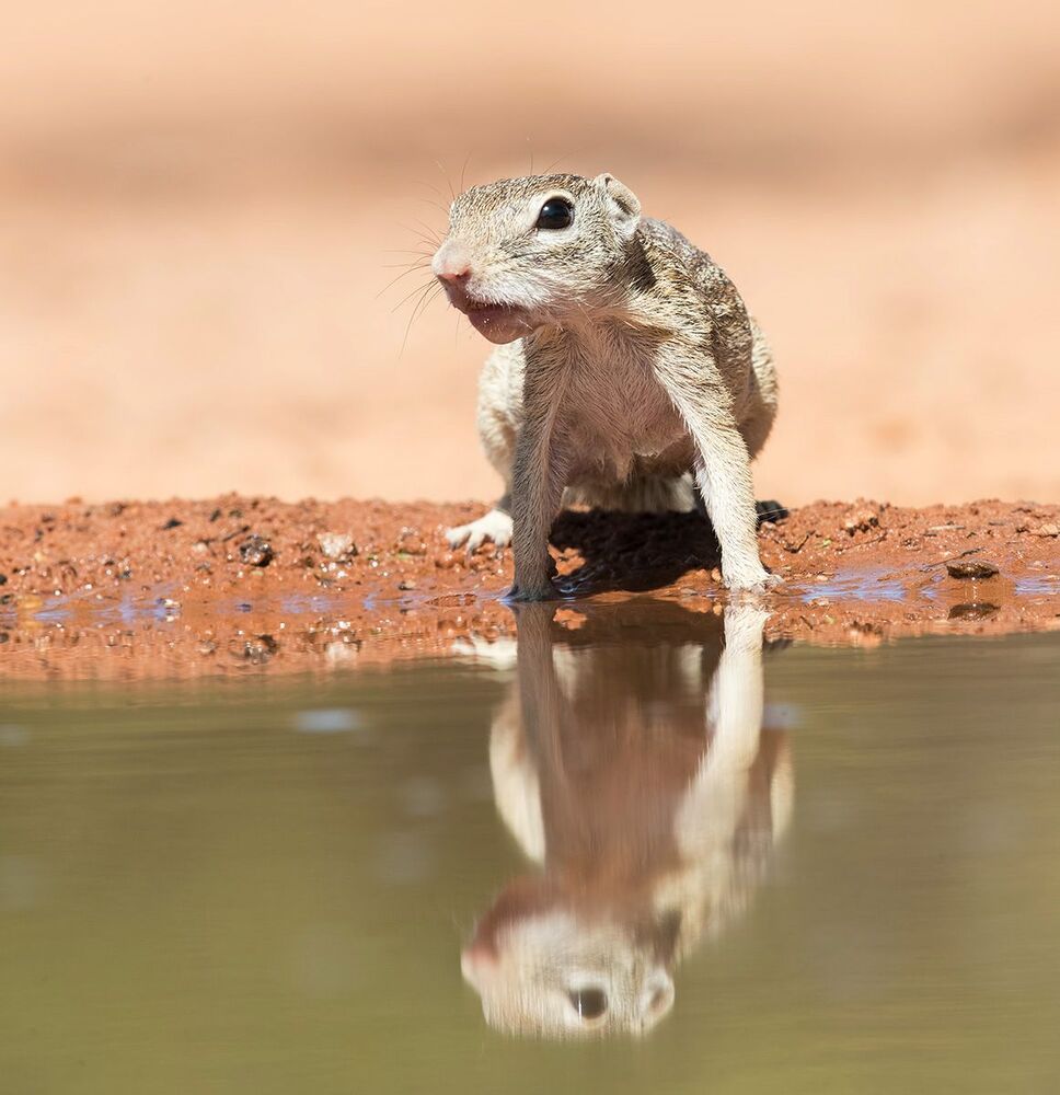 Земляная Белка на водопое -Mexican ground squirrel