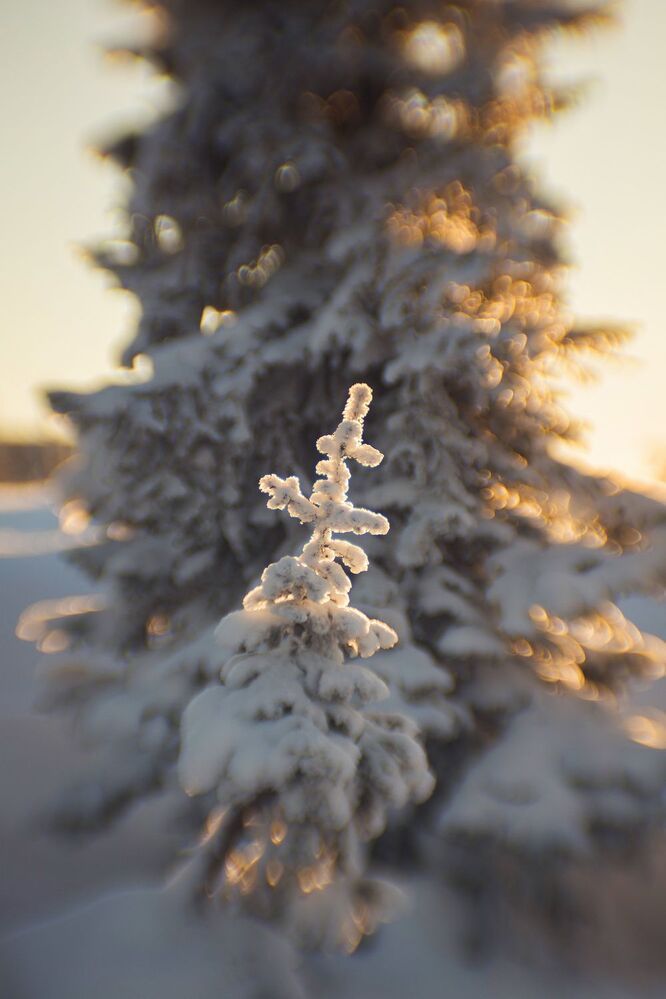 Зимний рисунок "Циклопа-85, f1.5"
