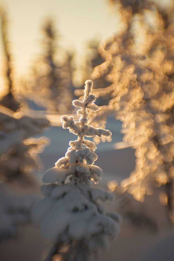 Зимний рисунок "Циклопа-85, f1.5"