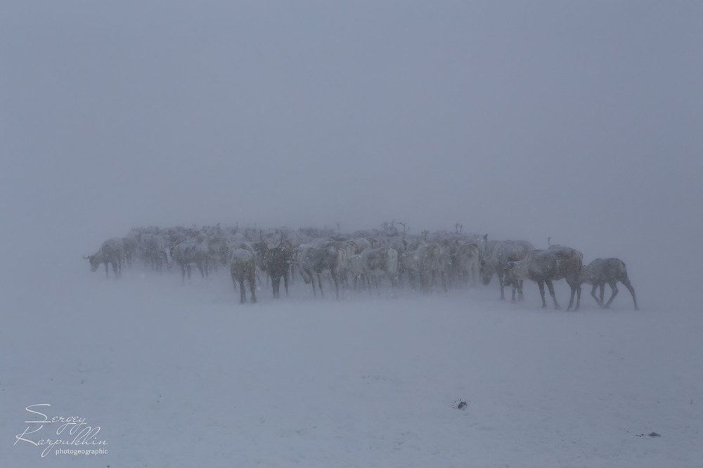 Пурга