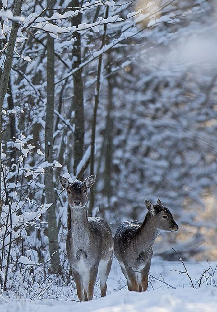 Зимний лес