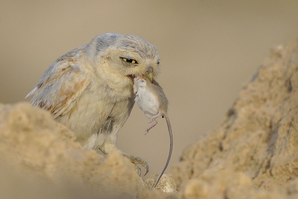Mother Owl with kill