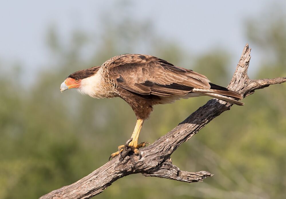 Молодая Каракара - Juvenile Crested Caracara
