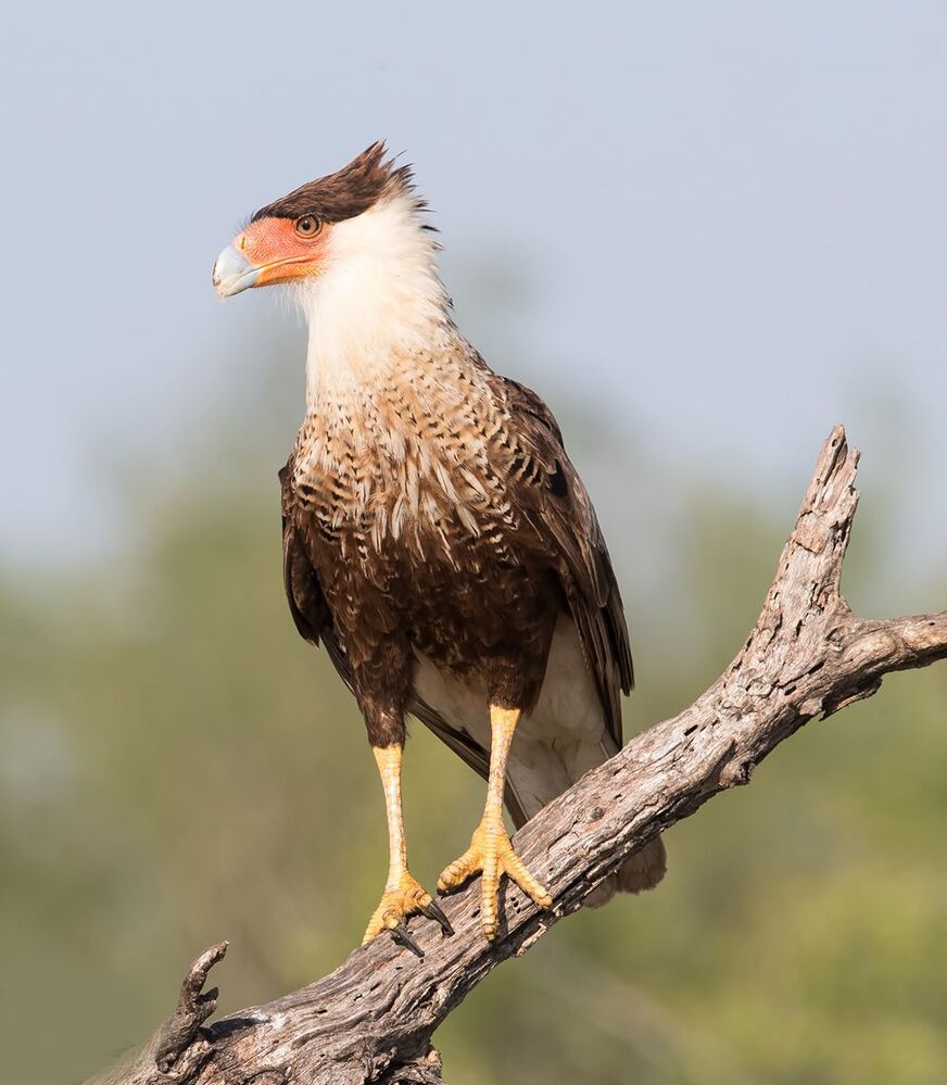 Молодая Каракара - Juvenile Crested Caracara