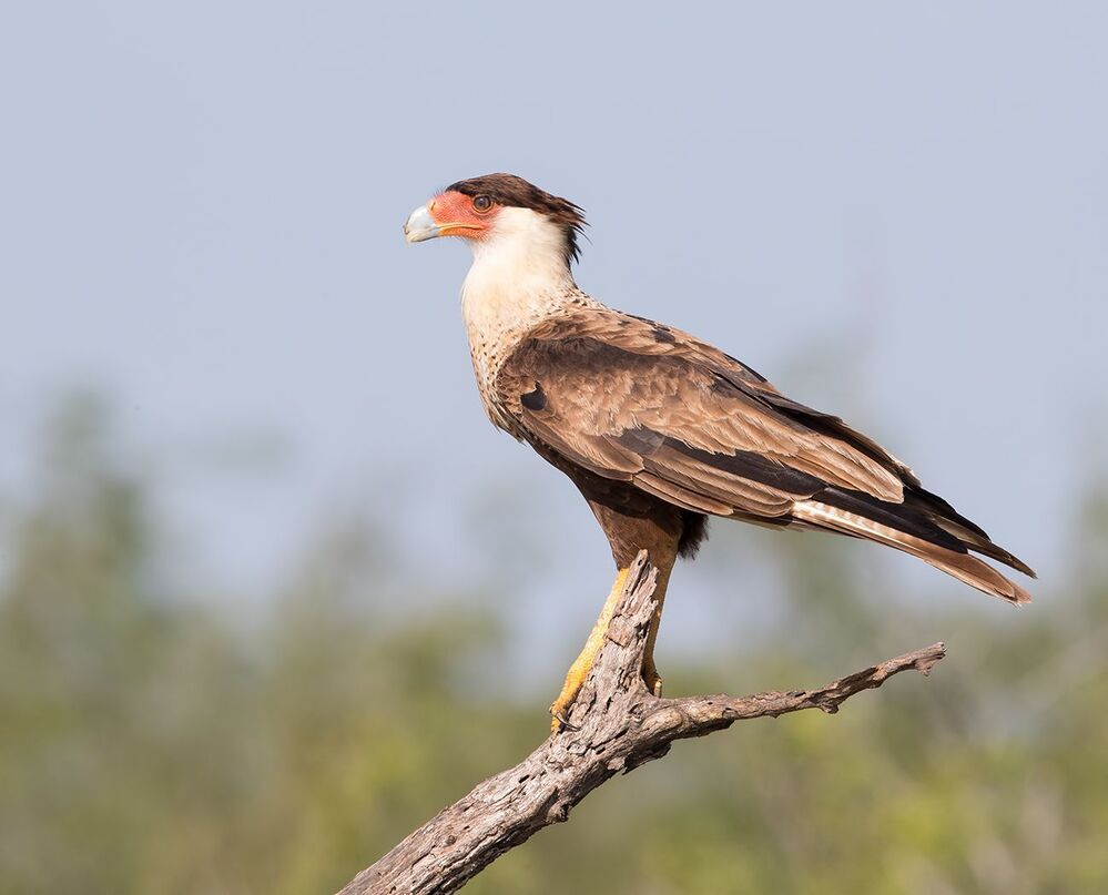 Молодая Каракара - Juvenile Crested Caracara