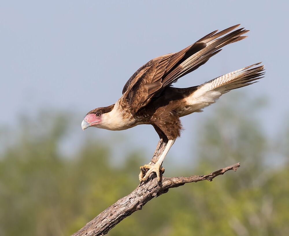 Молодая Каракара - Juvenile Crested Caracara