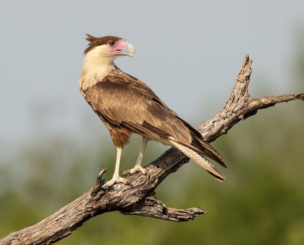 Молодая Каракара - Juvenile Crested Caracara