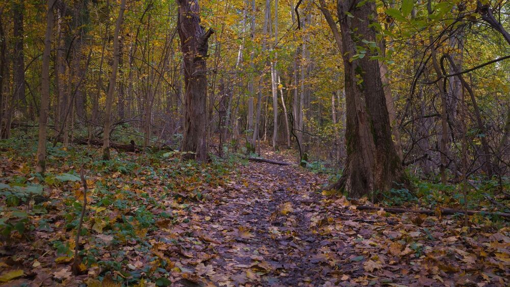 Осень в лесу