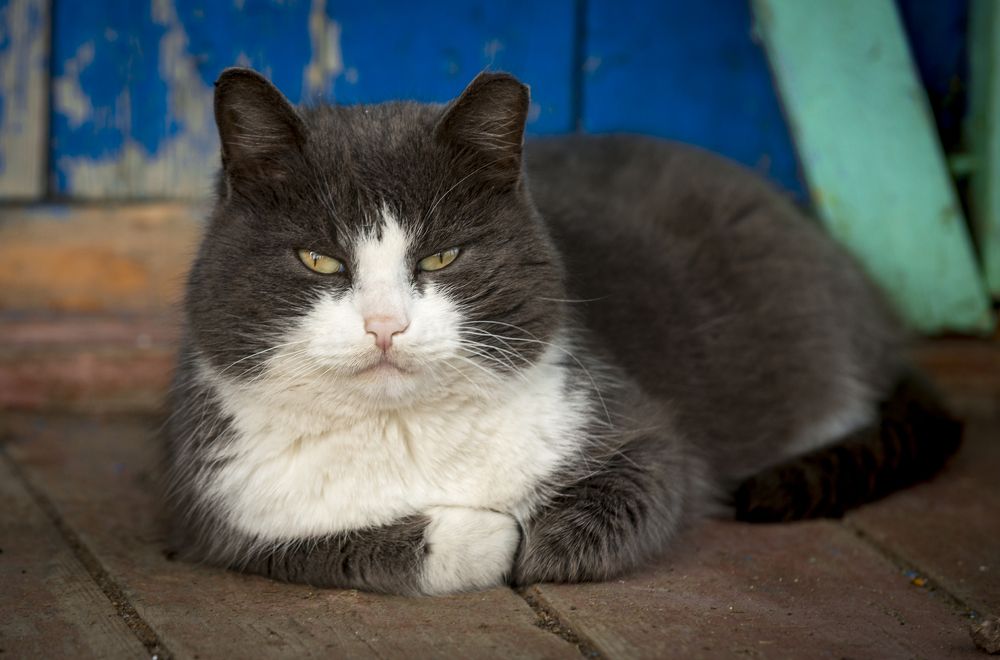 Котейка из поселка Баршино.