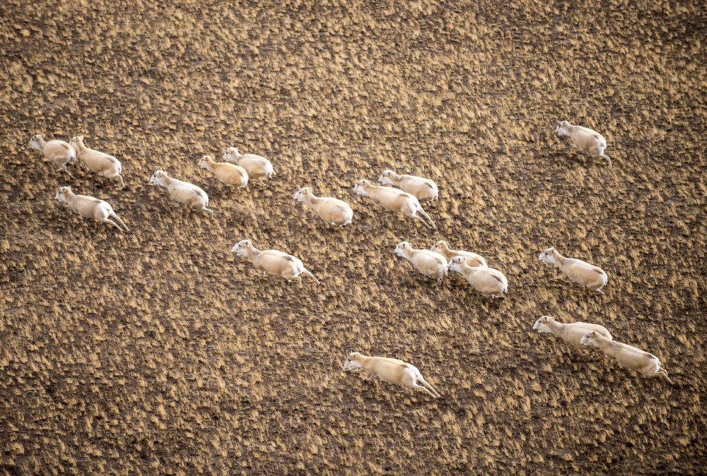 Saiga tatarica (лат.) &ndash; степная антилопа.