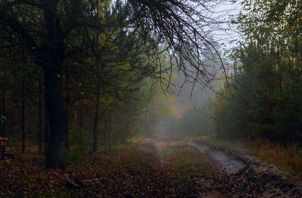 Старая груша