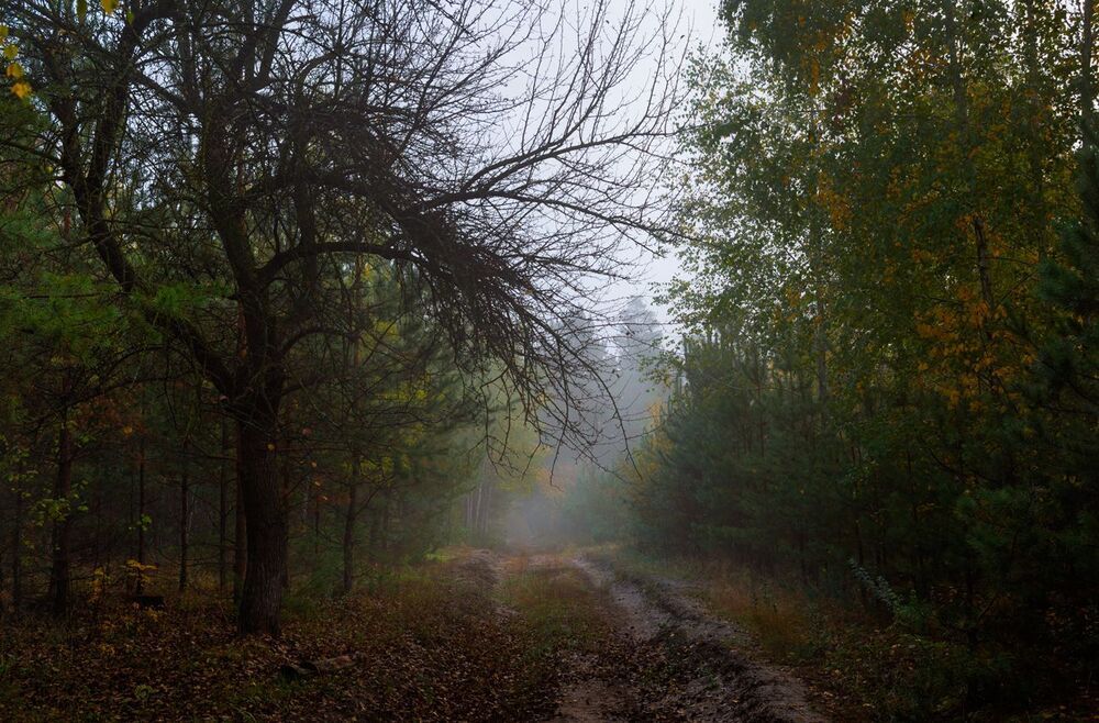 Старая груша