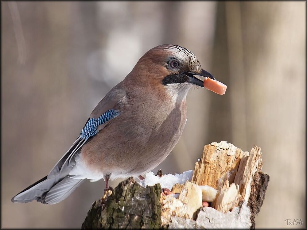 Сойка