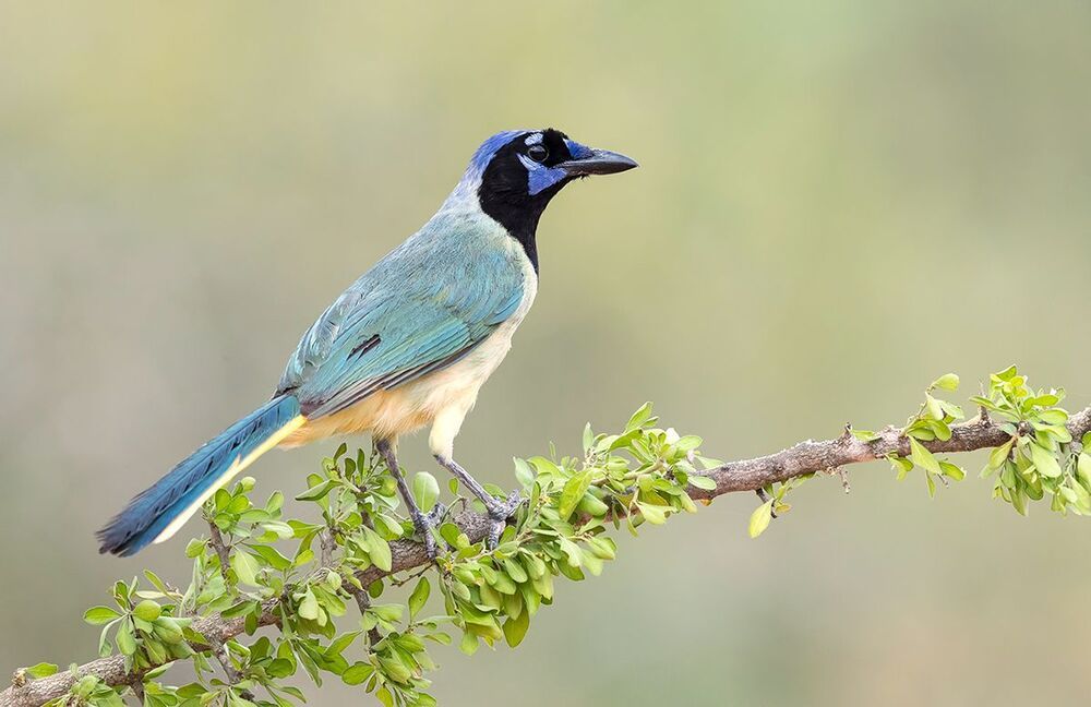 Зелёная Перуанская разноцветная сойка - Green Jay