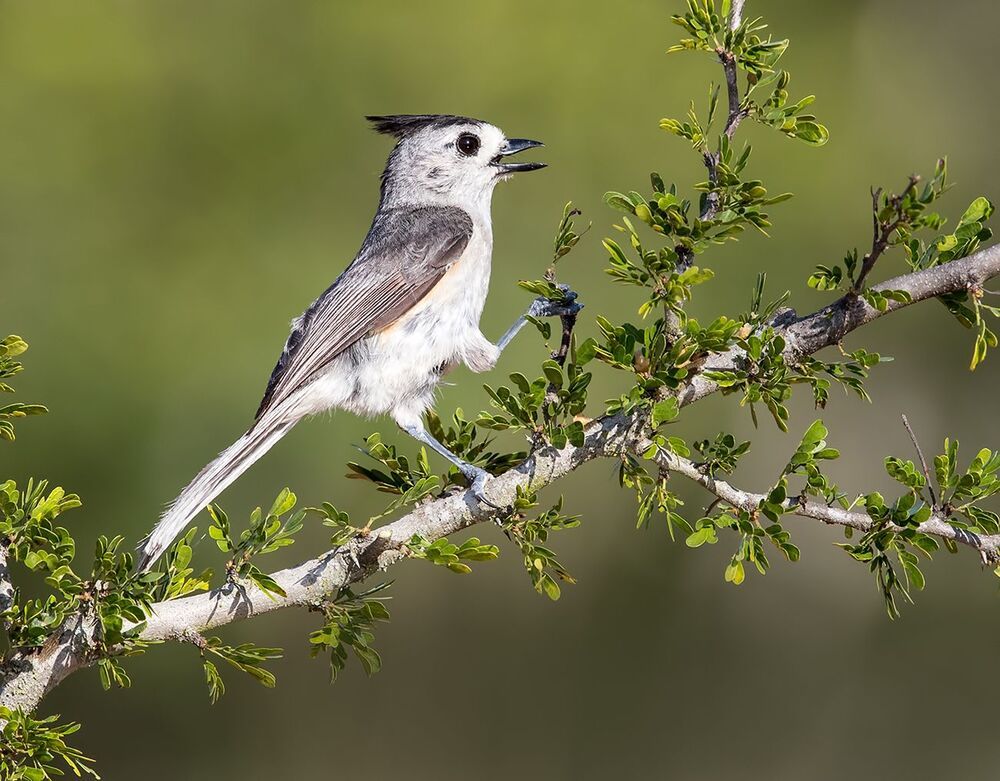 Синица чёрнохохлатая - Black-crested Titmouse