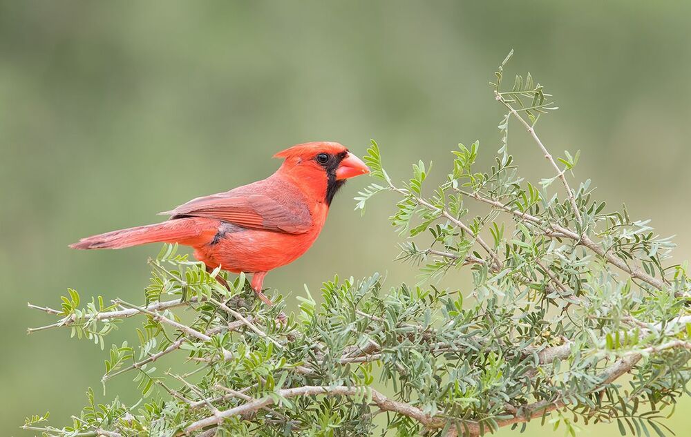 Красный кардинал - Northern Cardinal