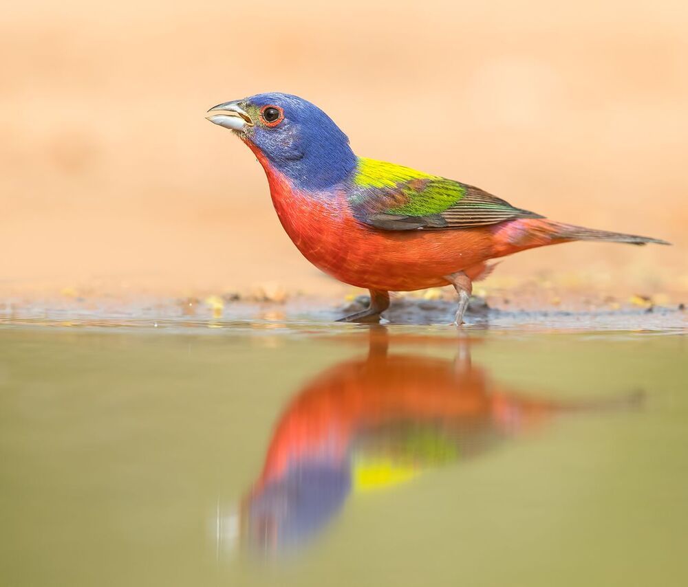 Расписной овсянковый кардинал - Painted bunting
