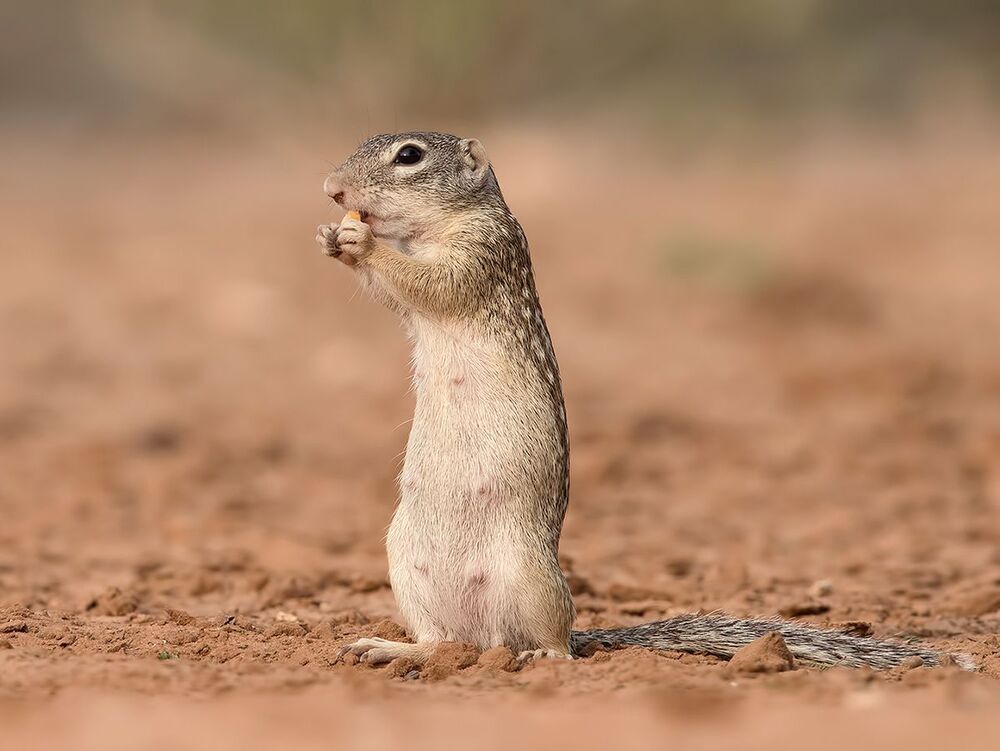 Земляная Белка -Mexican ground squirrel