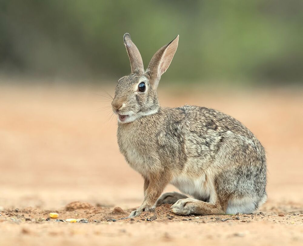 Флоридский кролик - Eastern cottontail