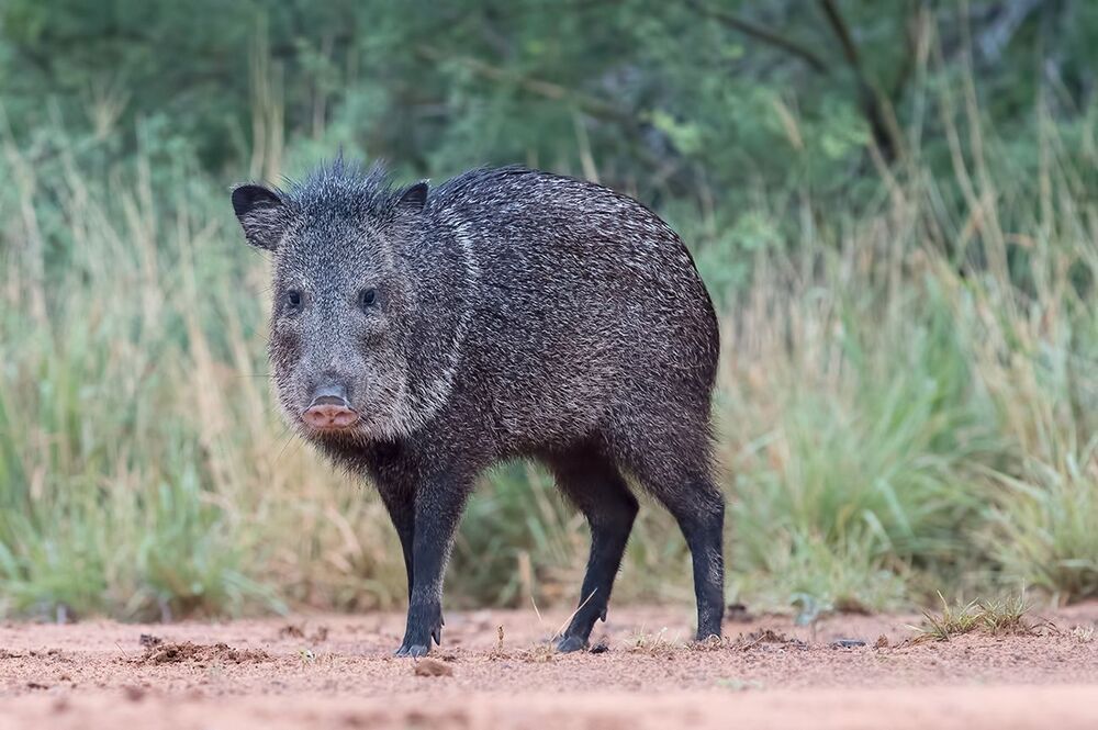 Javelinas. Peccary - Пекариевые