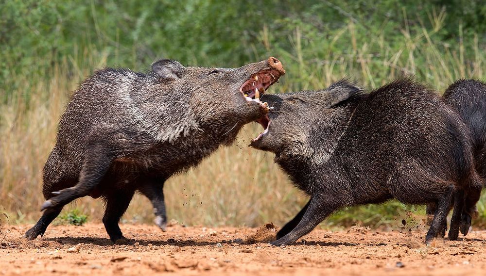 Cхватка! Javelinas Fight for Corn.