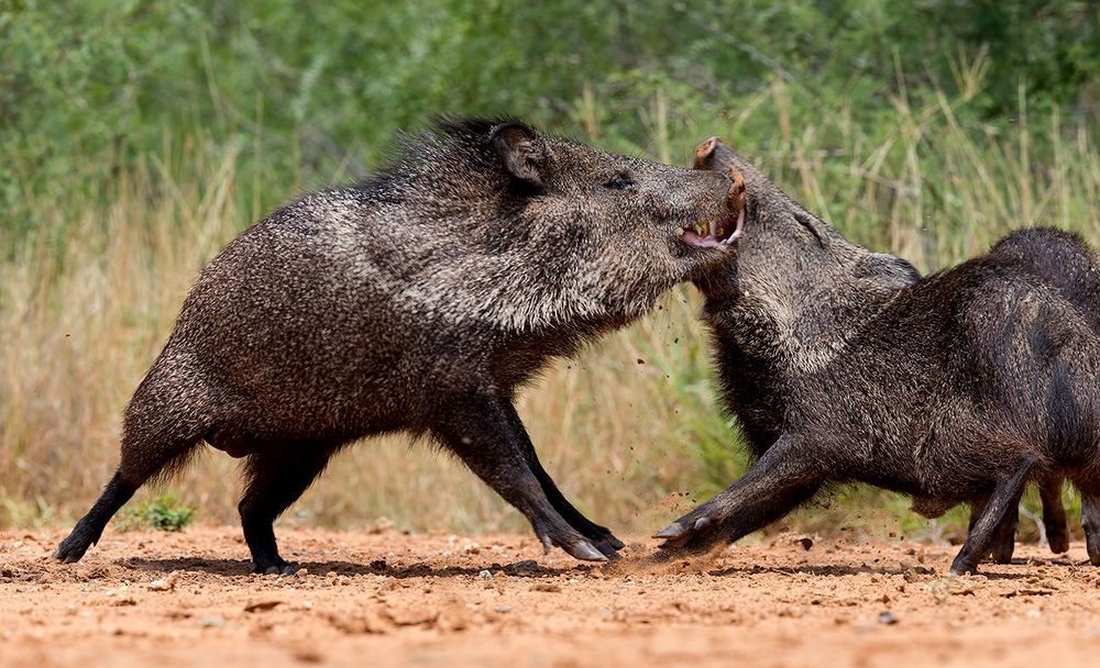Cхватка! Javelinas Fight for Corn.