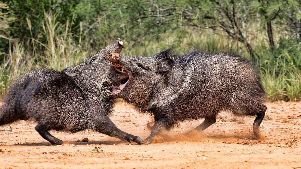 Cхватка! Javelinas Fight for Corn.