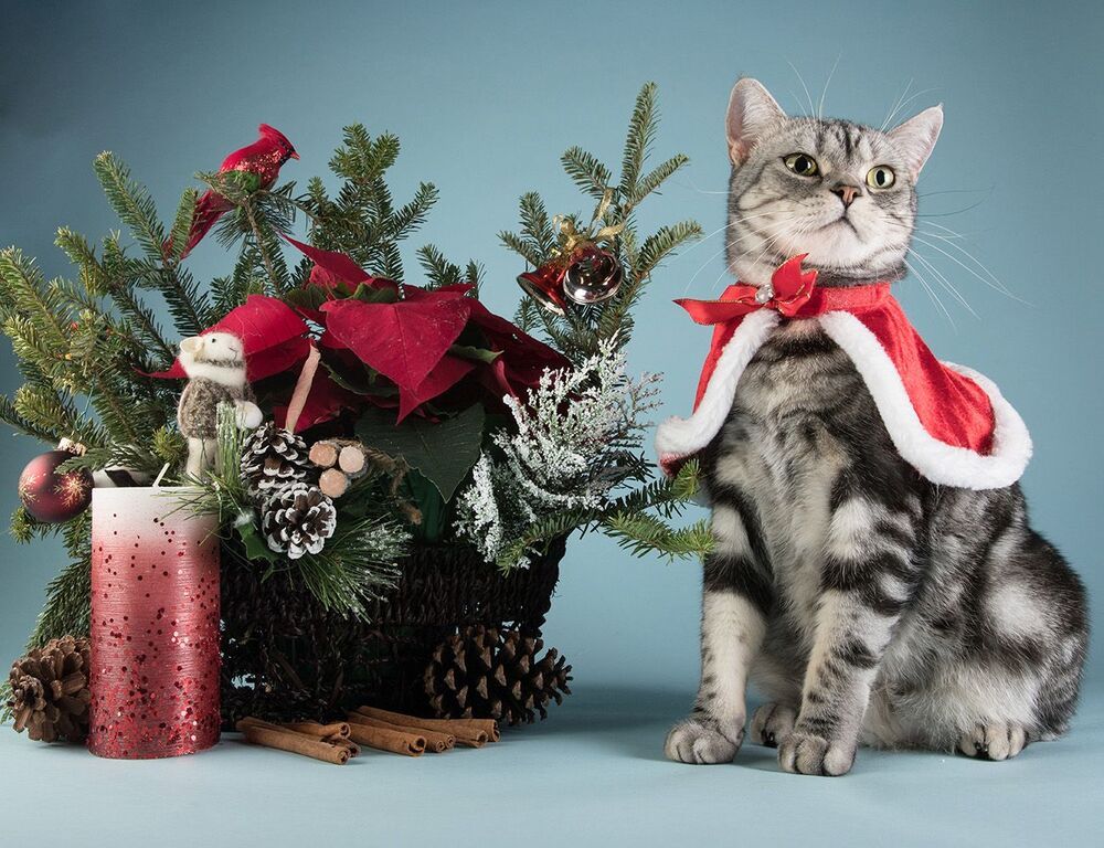 С Наступившим Всех C Новым Годом! Happy New Year!