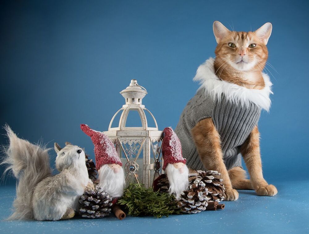 С Наступившим Всех C Новым Годом! Happy New Year!