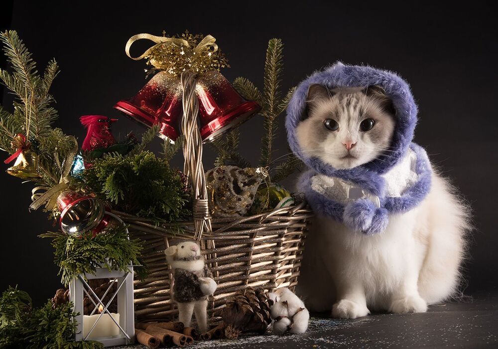 С Наступившим Всех C Новым Годом! Happy New Year!