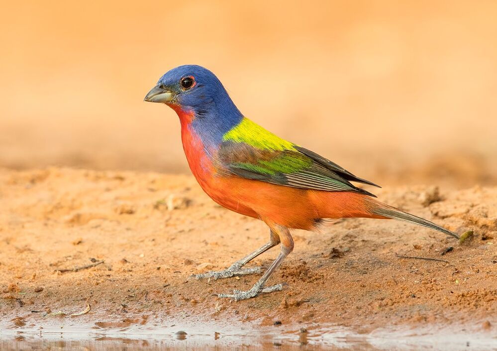 Расписной овсянковый кардинал (самец) на водопое - Painted bunting male