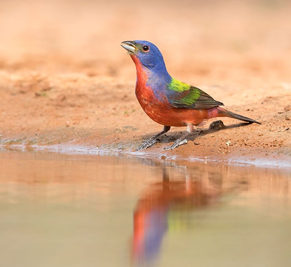 Расписной овсянковый кардинал (самец) на водопое - Painted bunting male