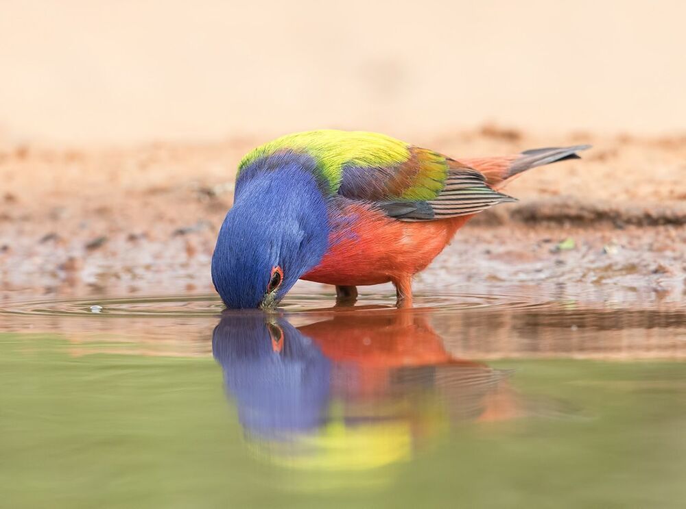 Расписной овсянковый кардинал (самец) на водопое - Painted bunting male