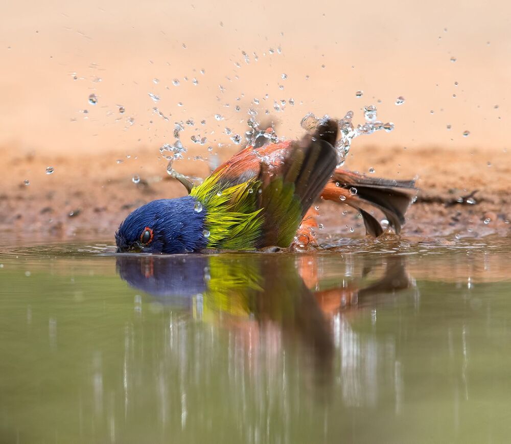 Расписной овсянковый кардинал (самец) на водопое - Painted bunting male