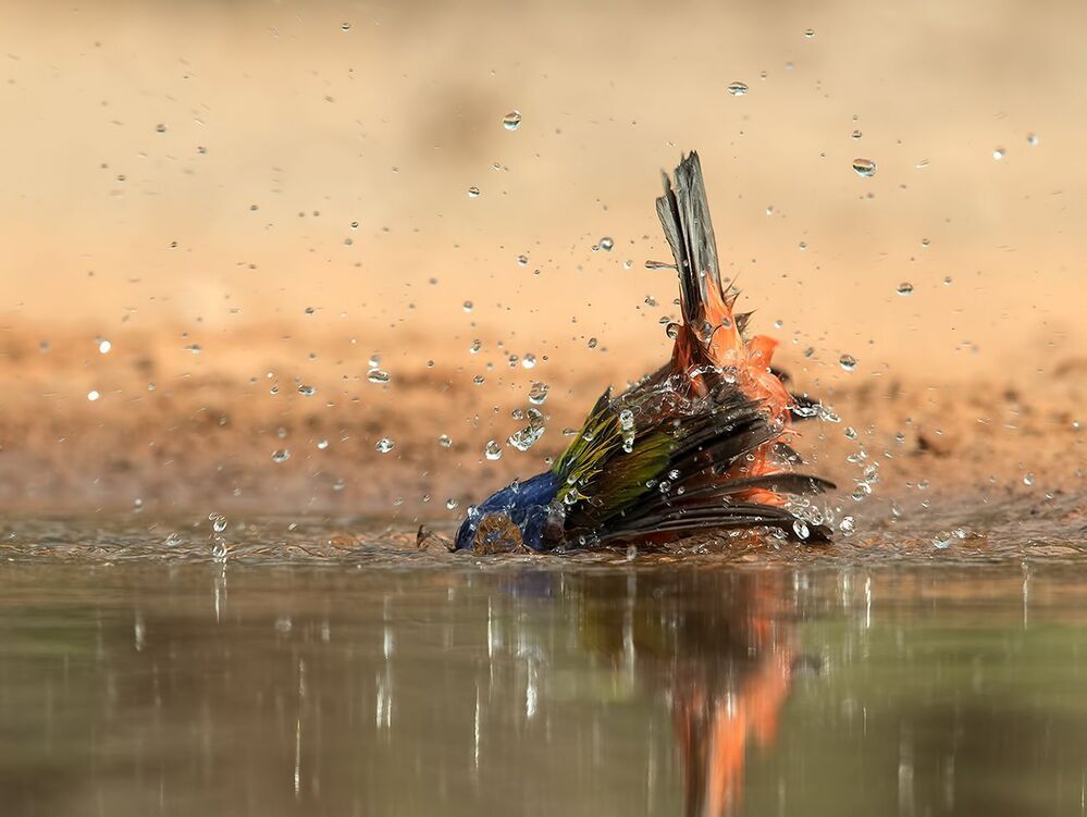 Расписной овсянковый кардинал (самец) на водопое - Painted bunting male