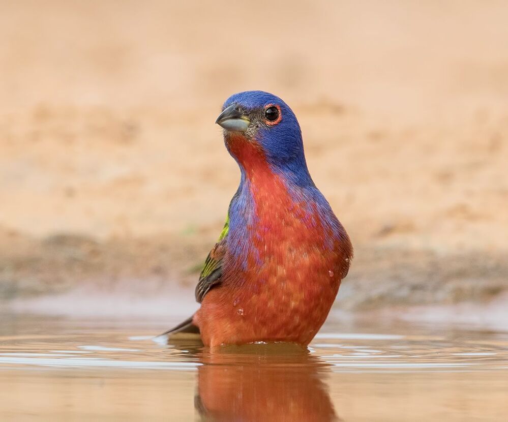 Расписной овсянковый кардинал (самец) на водопое - Painted bunting male