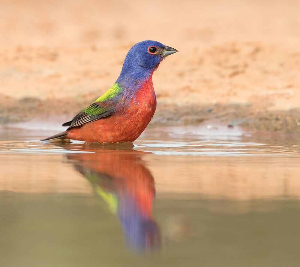 Расписной овсянковый кардинал (самец) на водопое - Painted bunting male